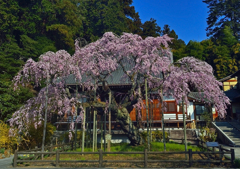 太山寺枝垂れ桜