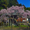 太山寺枝垂れ桜