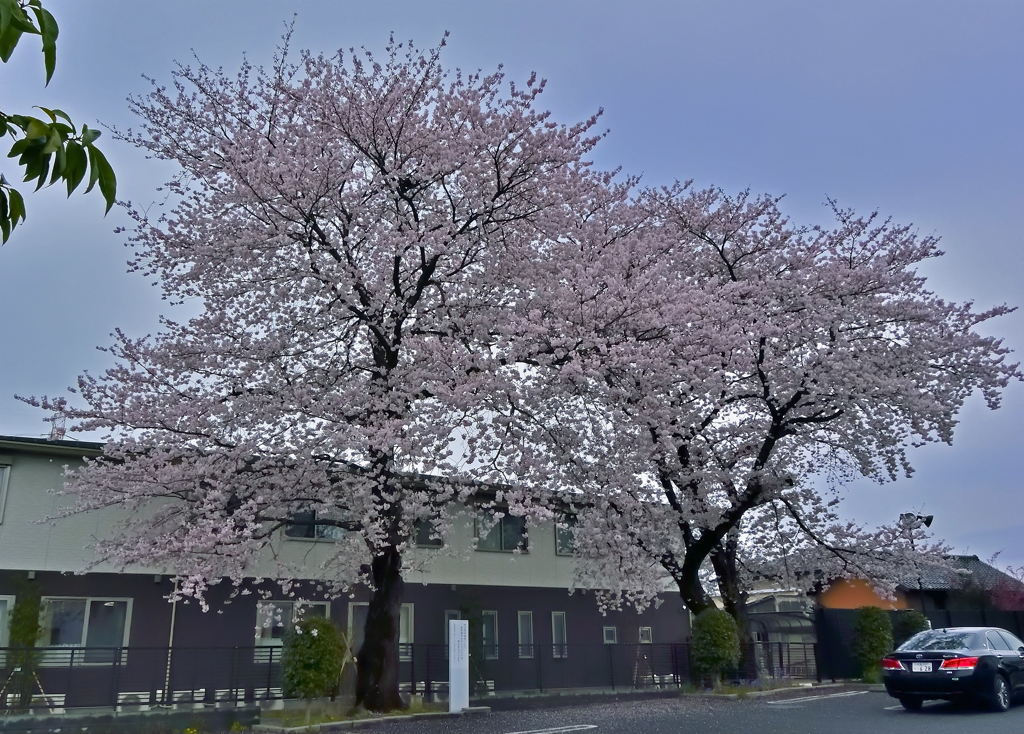 上尾の桜