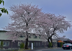 上尾の桜
