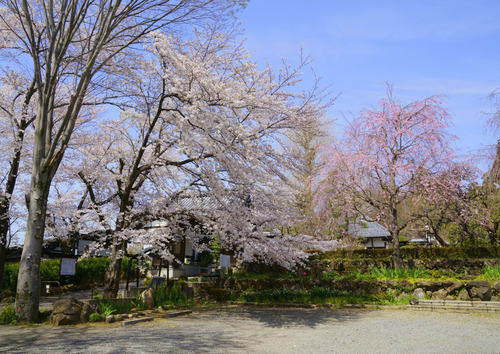 お寺の春