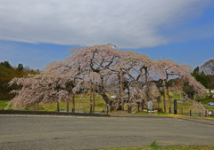 中島の地蔵桜