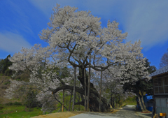 東和祭田の桜