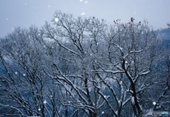 山陰の冬