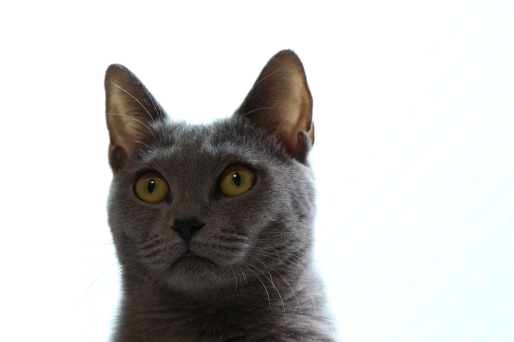 愛猫