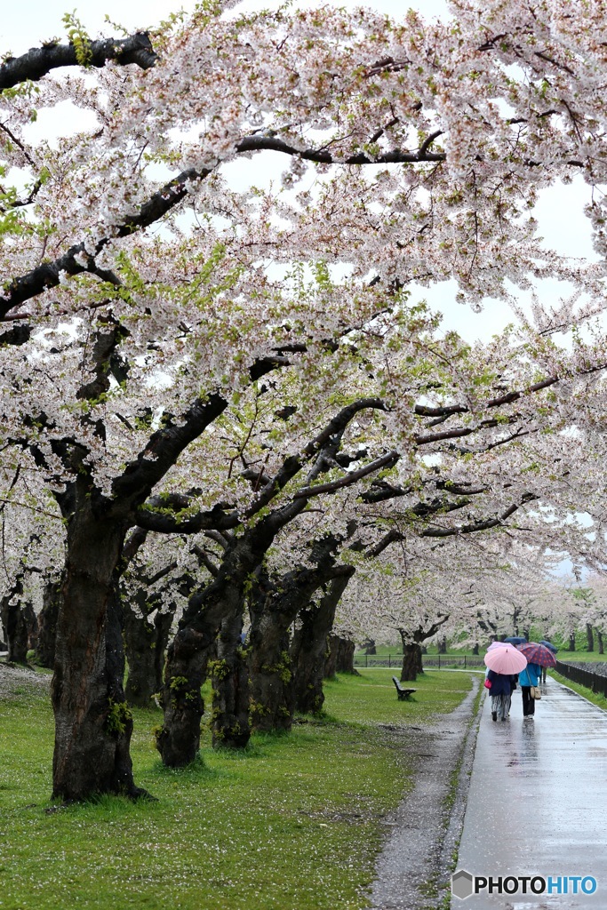 雨の桜