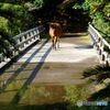 橋渡るのね