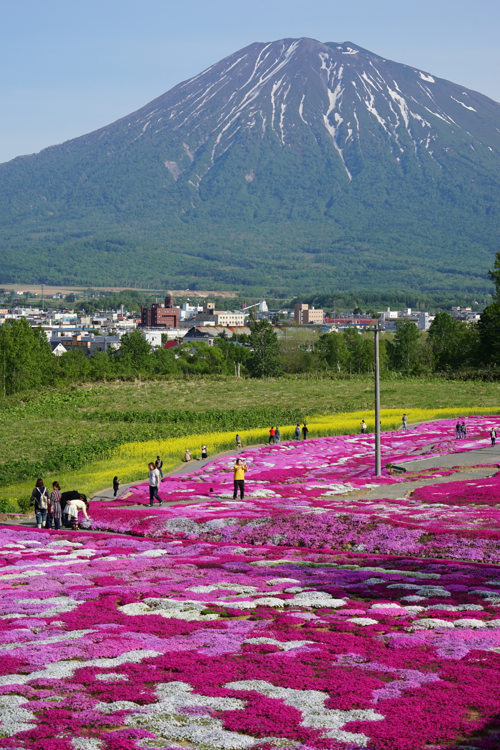 芝桜