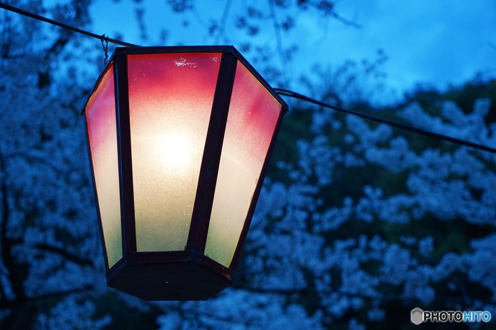 夜桜