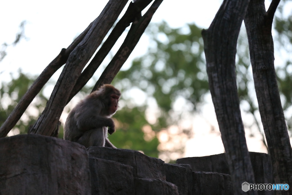 円山動物園