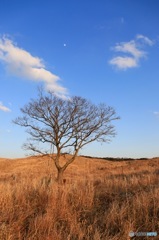 荒野