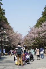 初めての桜