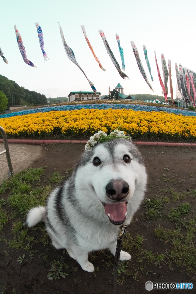 花冠をのせて