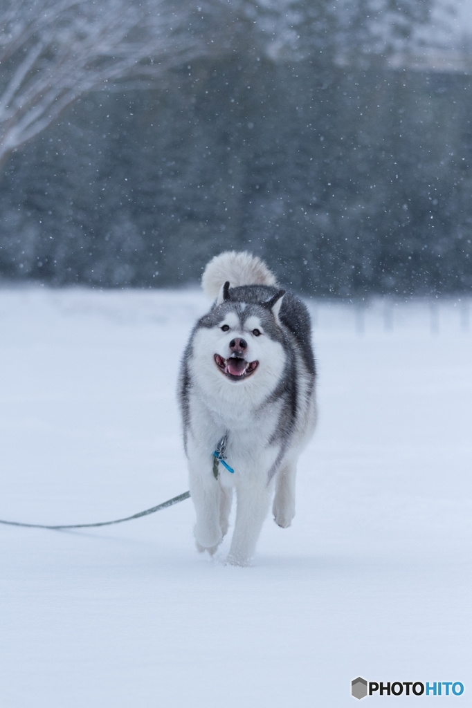 雪の降る中で