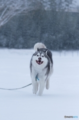 雪の降る中で