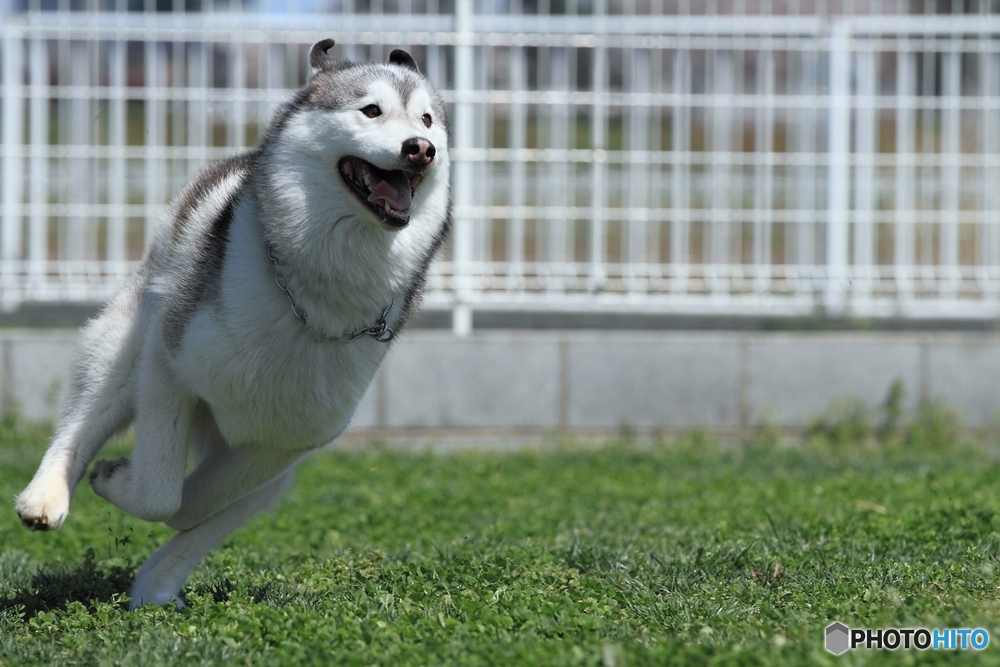 走る犬