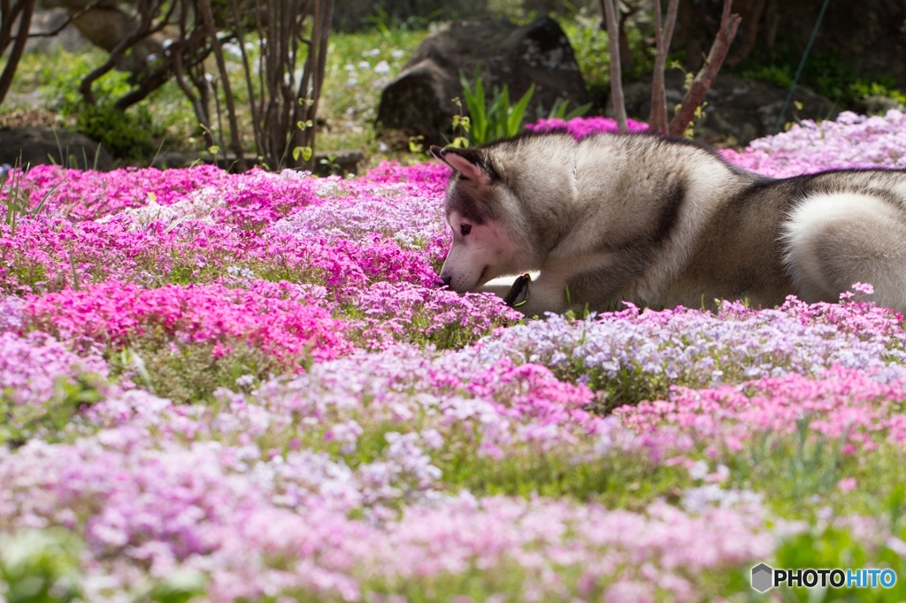 花を愛でる