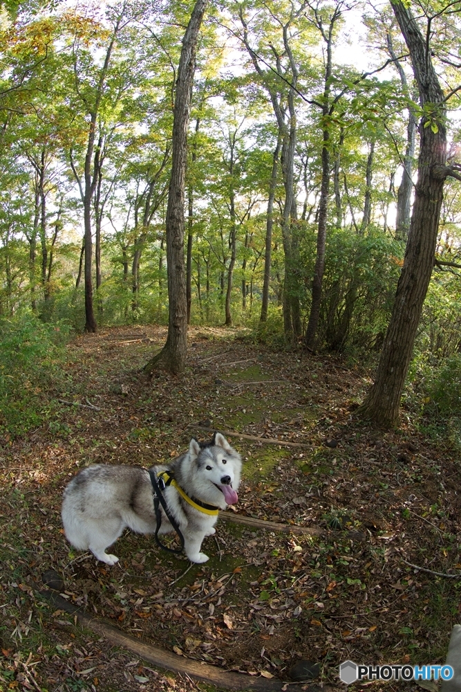 山へ