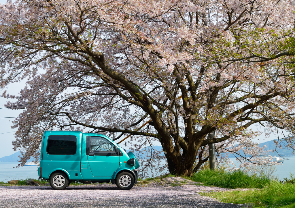 桜の木の下で