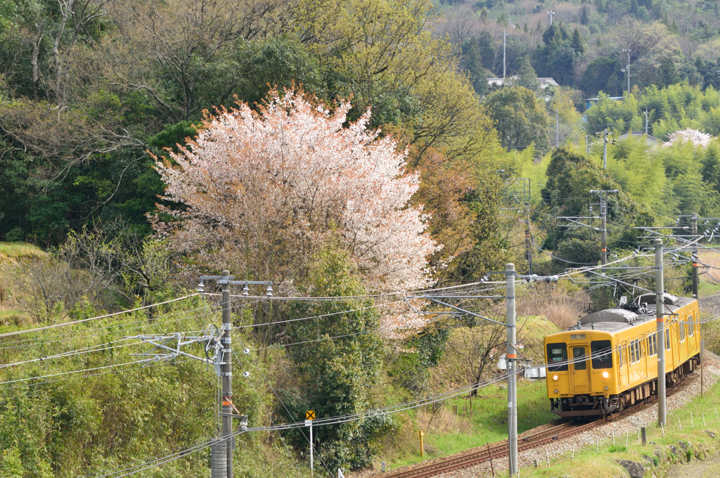 里桜