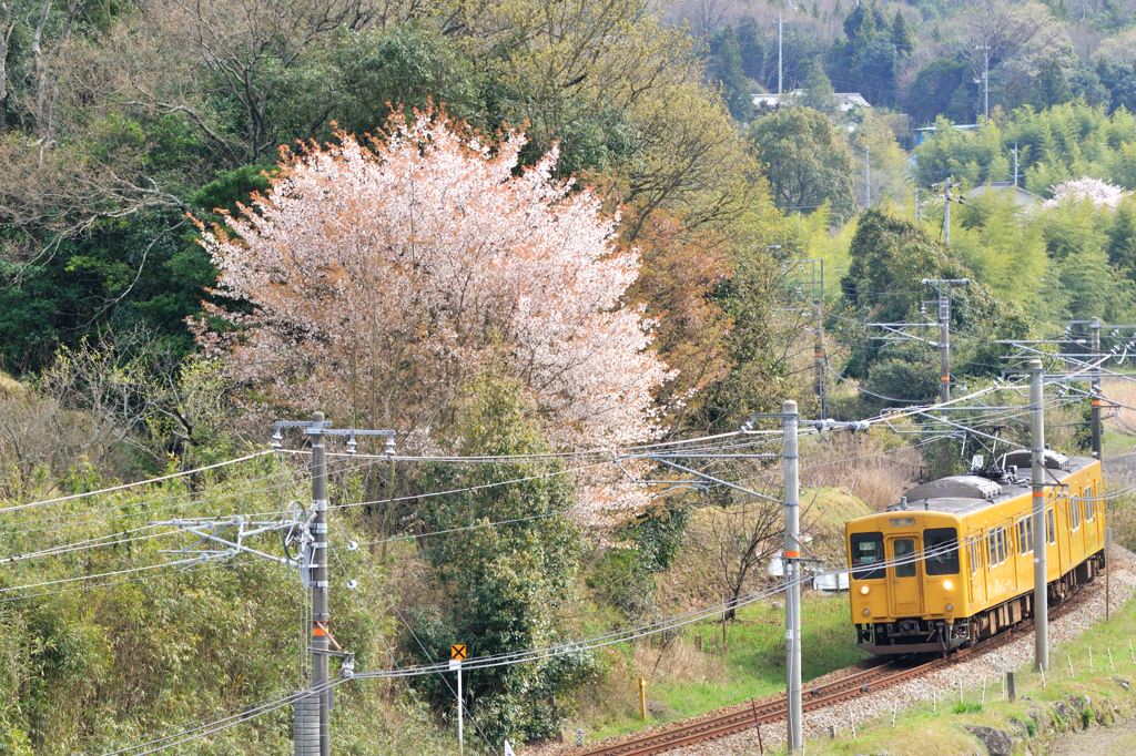 ロ－カル線　－山桜－