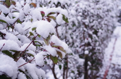 初雪