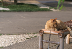 谷中の猫