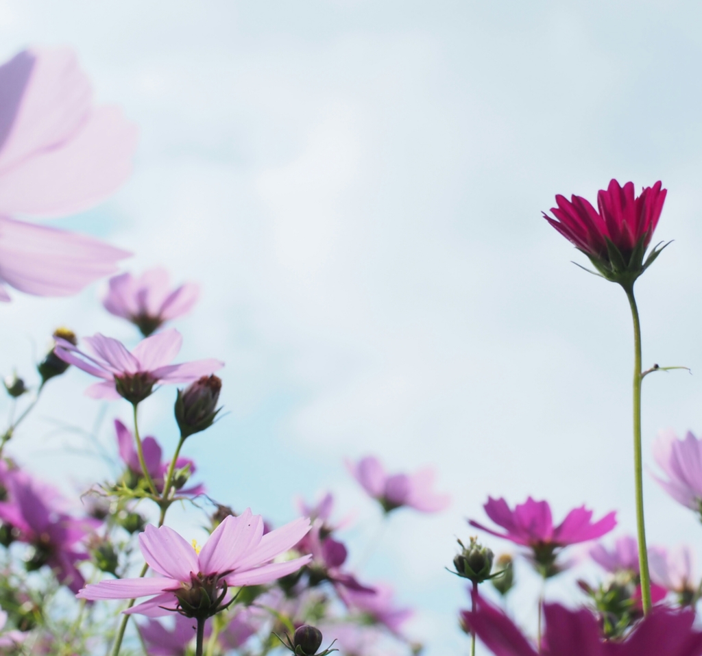 秋桜