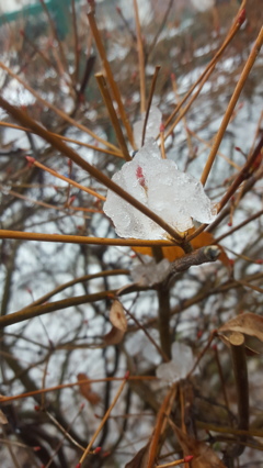 雪の中のつぼみ