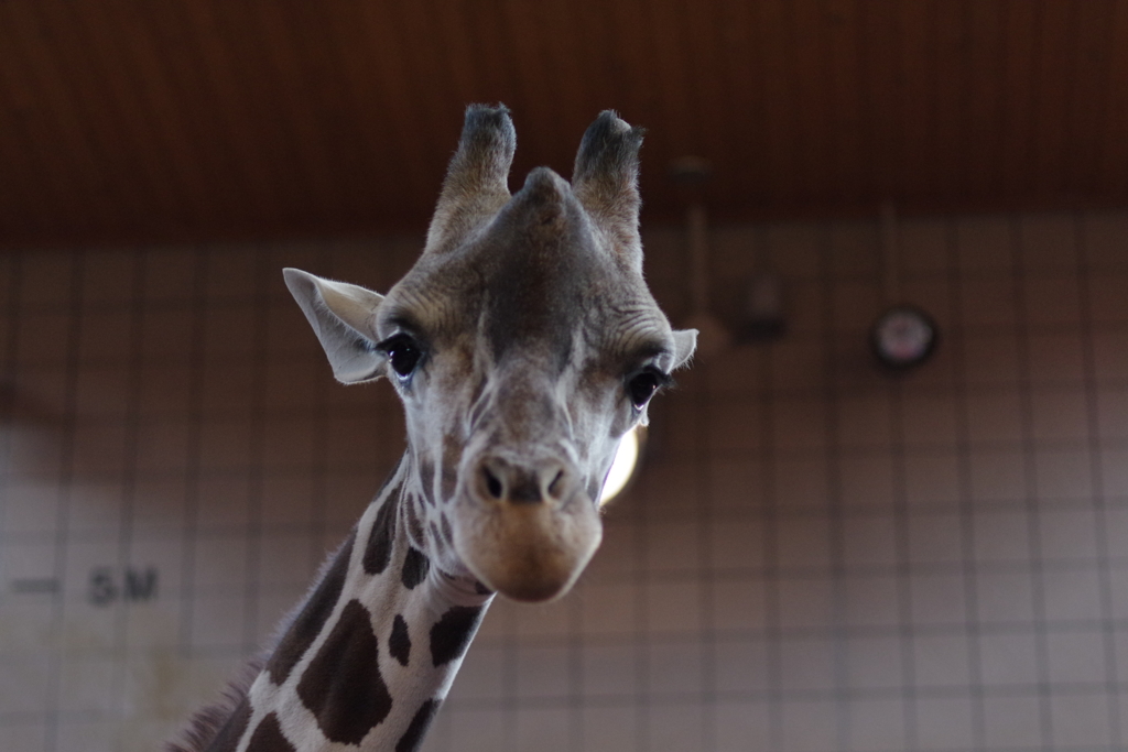 キリン