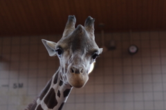キリン