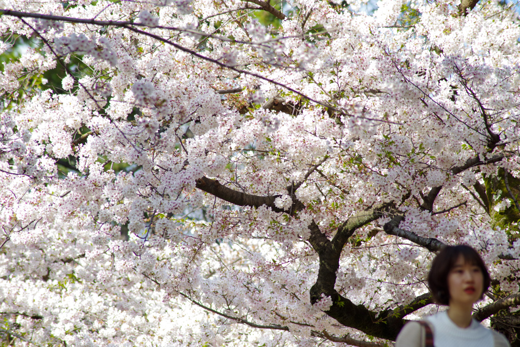 夙川の桜(5)