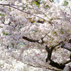 夙川の桜(5)
