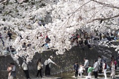 桜-18