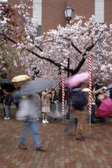 造幣局-桜の通り抜け 1