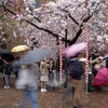 造幣局-桜の通り抜け 1