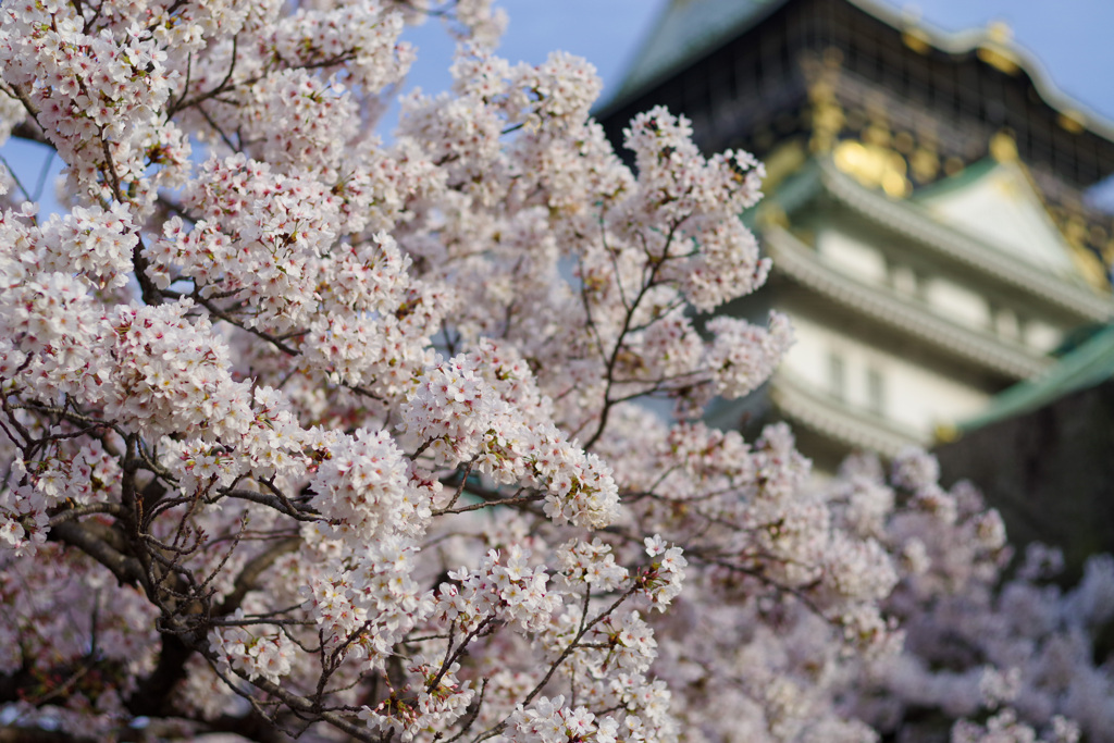 大阪城の桜