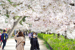 夙川の桜(8)〆