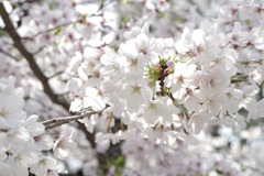 桜-13