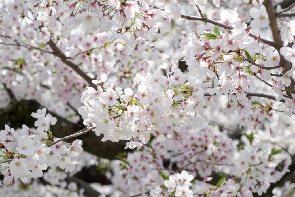 桜-11