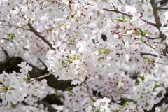 桜-11