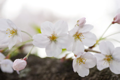夙川の桜(6)