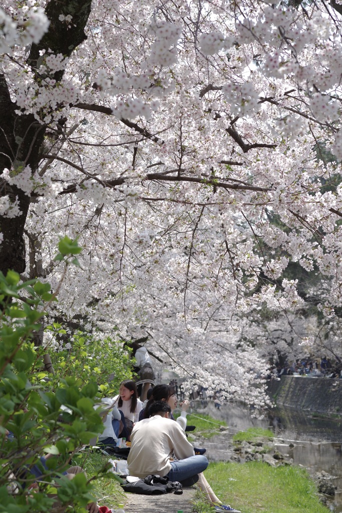 桜-8