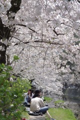 桜-8