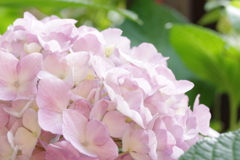 庭の紫陽花 1