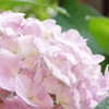 庭の紫陽花 1