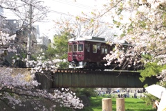 夙川の桜と阪急電車