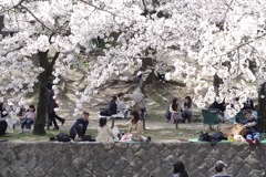 桜の-17