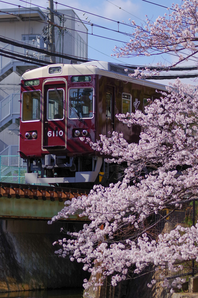 夙川の桜(4)