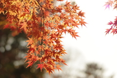 紅葉5ー北野天満宮ー